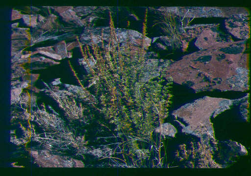 Artemisia packardiae J. W. Grimes & B. Ertter resmi