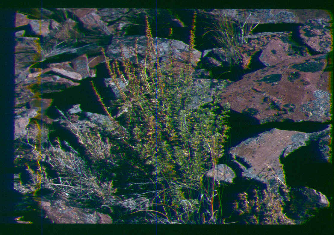 Image of Packard's wormwood