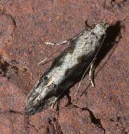 Image of Coleotechnites Flower Moth