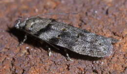 Image of Pseudotelphusa quercinigracella