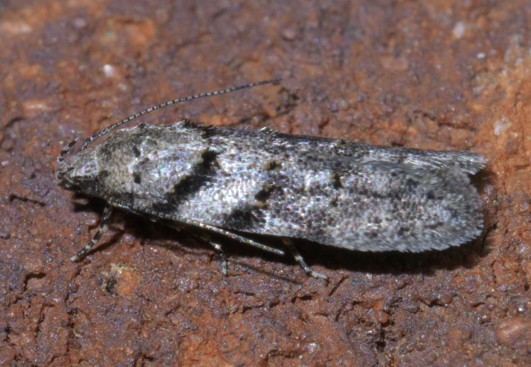 Image of Pseudotelphusa quercinigracella