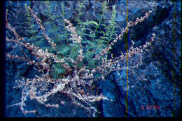 Imagem de Artemisia packardiae J. W. Grimes & B. Ertter