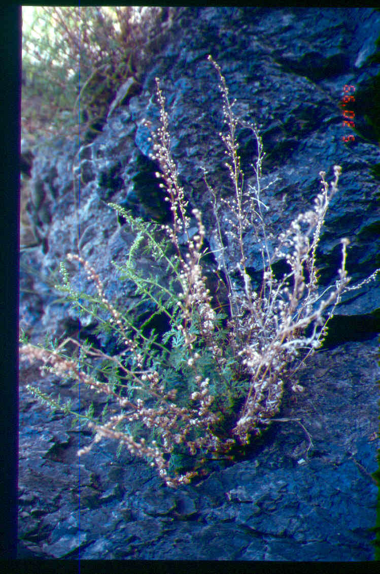 Imagem de Artemisia packardiae J. W. Grimes & B. Ertter