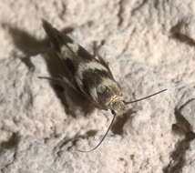 Image of Banded Scythris