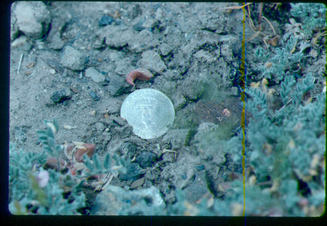 Image of Goose Creek milkvetch