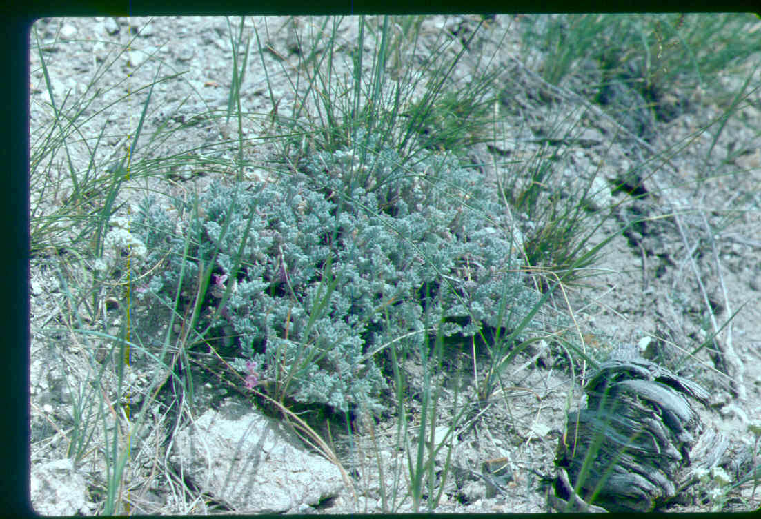 Image of Goose Creek milkvetch