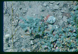 Image of Goose Creek milkvetch