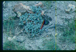 Image of Goose Creek milkvetch