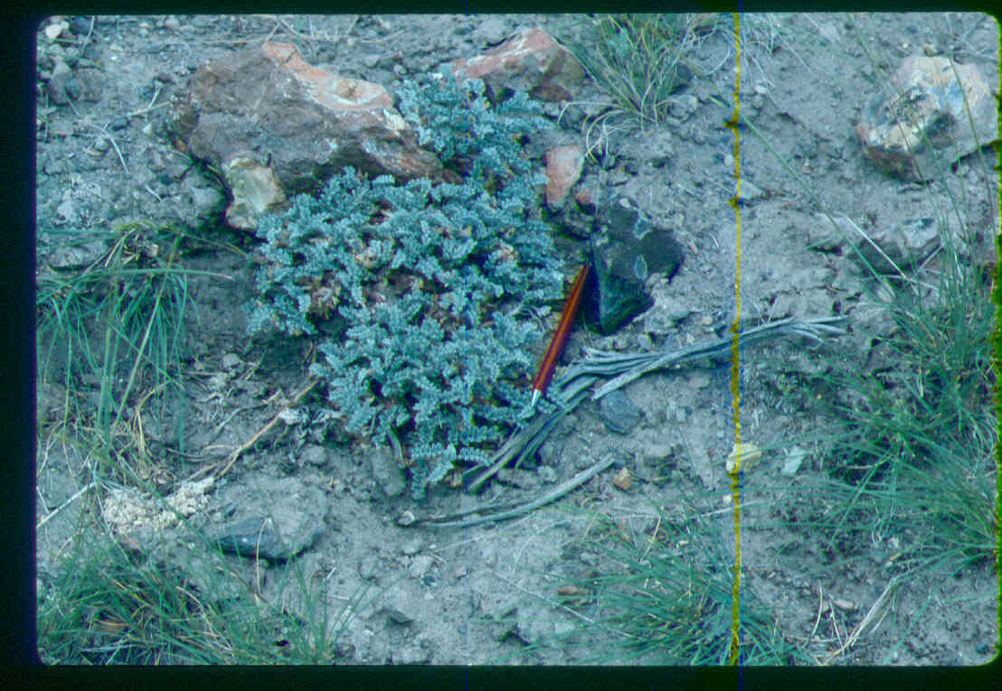 Image of Goose Creek milkvetch