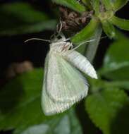 Image of White Spring Moth