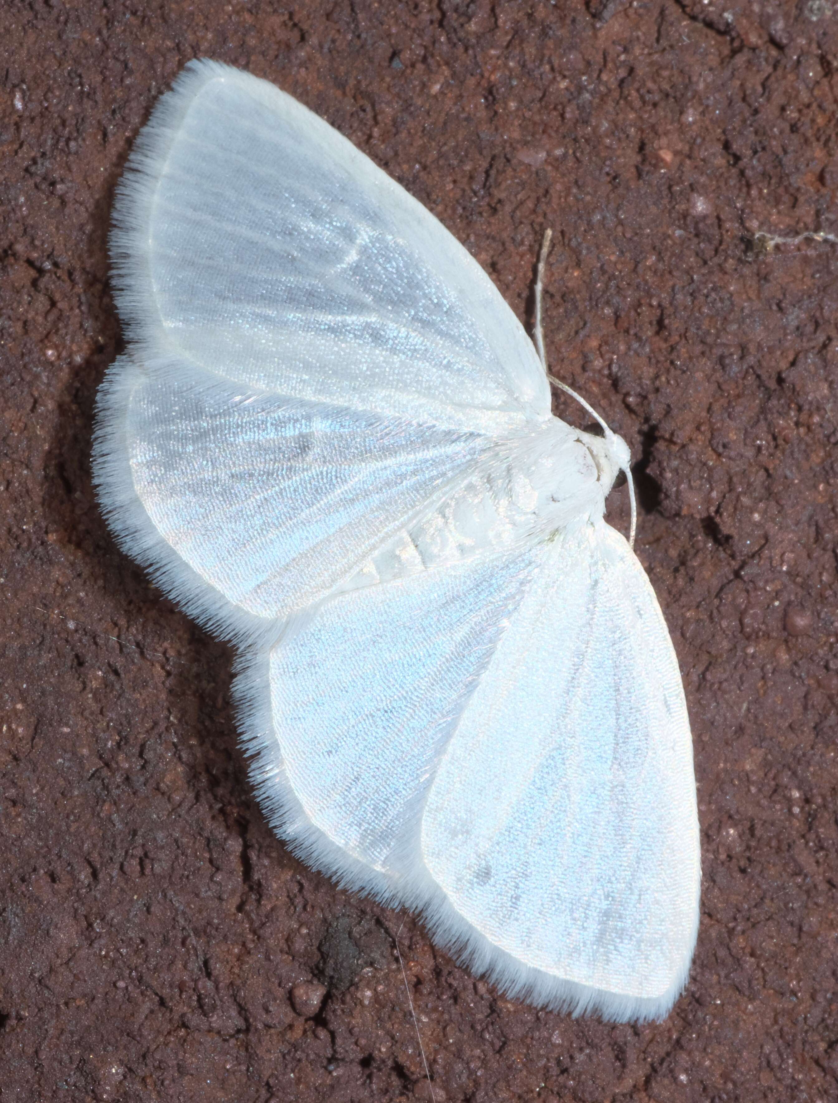 Image of White Spring Moth