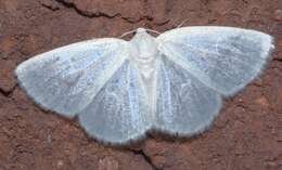 Image of White Spring Moth