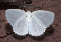 Image of White Spring Moth