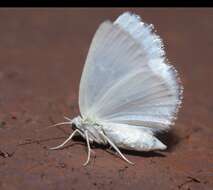 Image of White Spring Moth