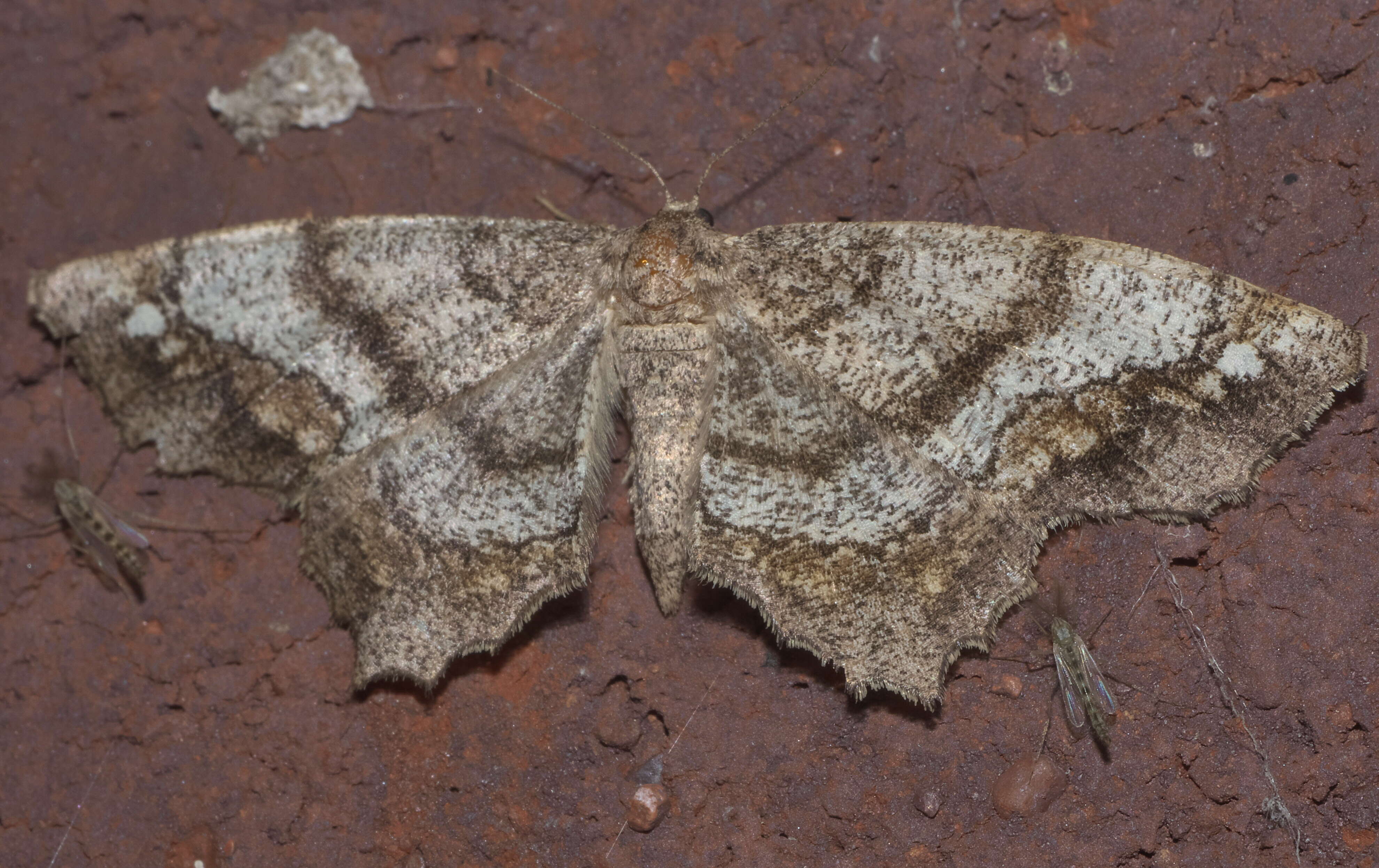 Imagem de Hypagyrtis unipunctata Haworth 1809