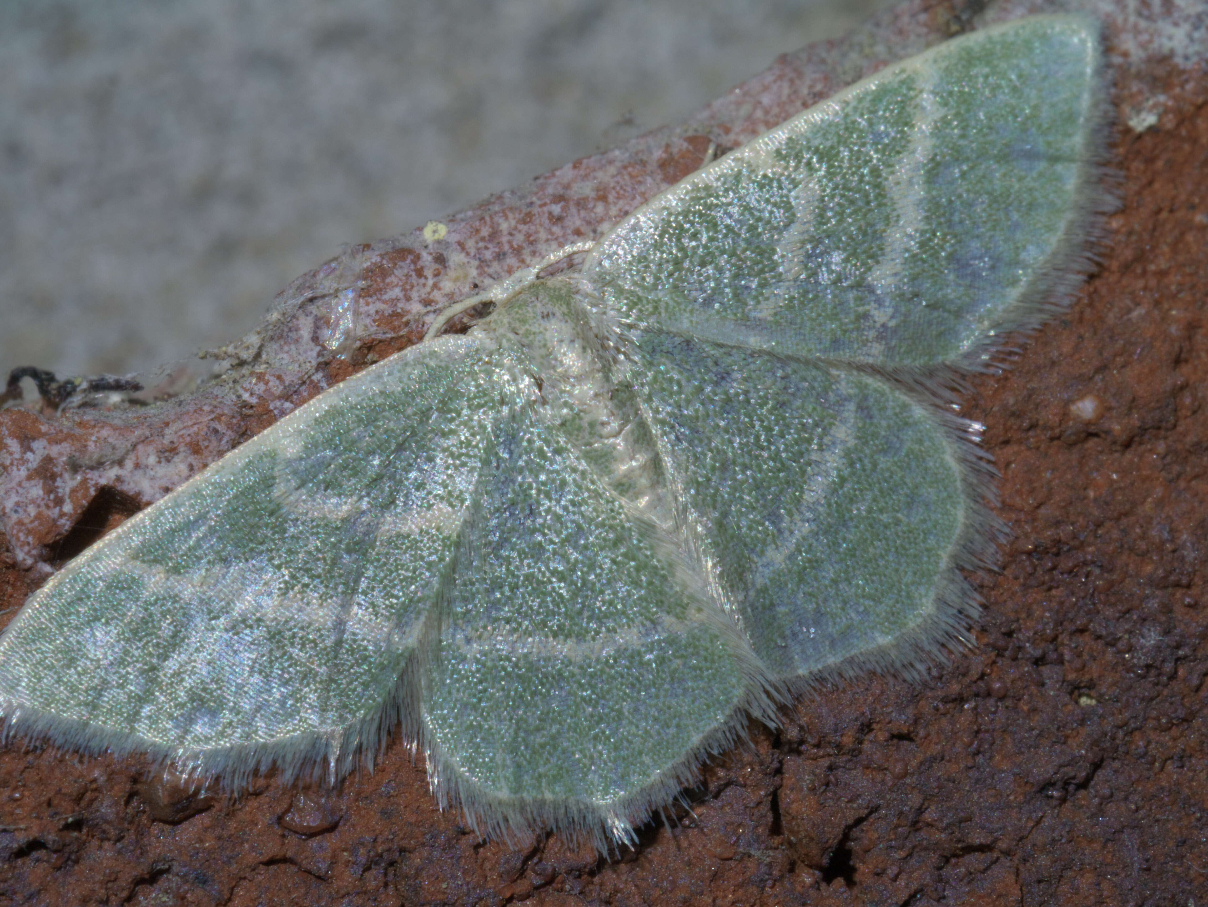 Image of Chlorochlamys chloroleucaria Guenée 1857