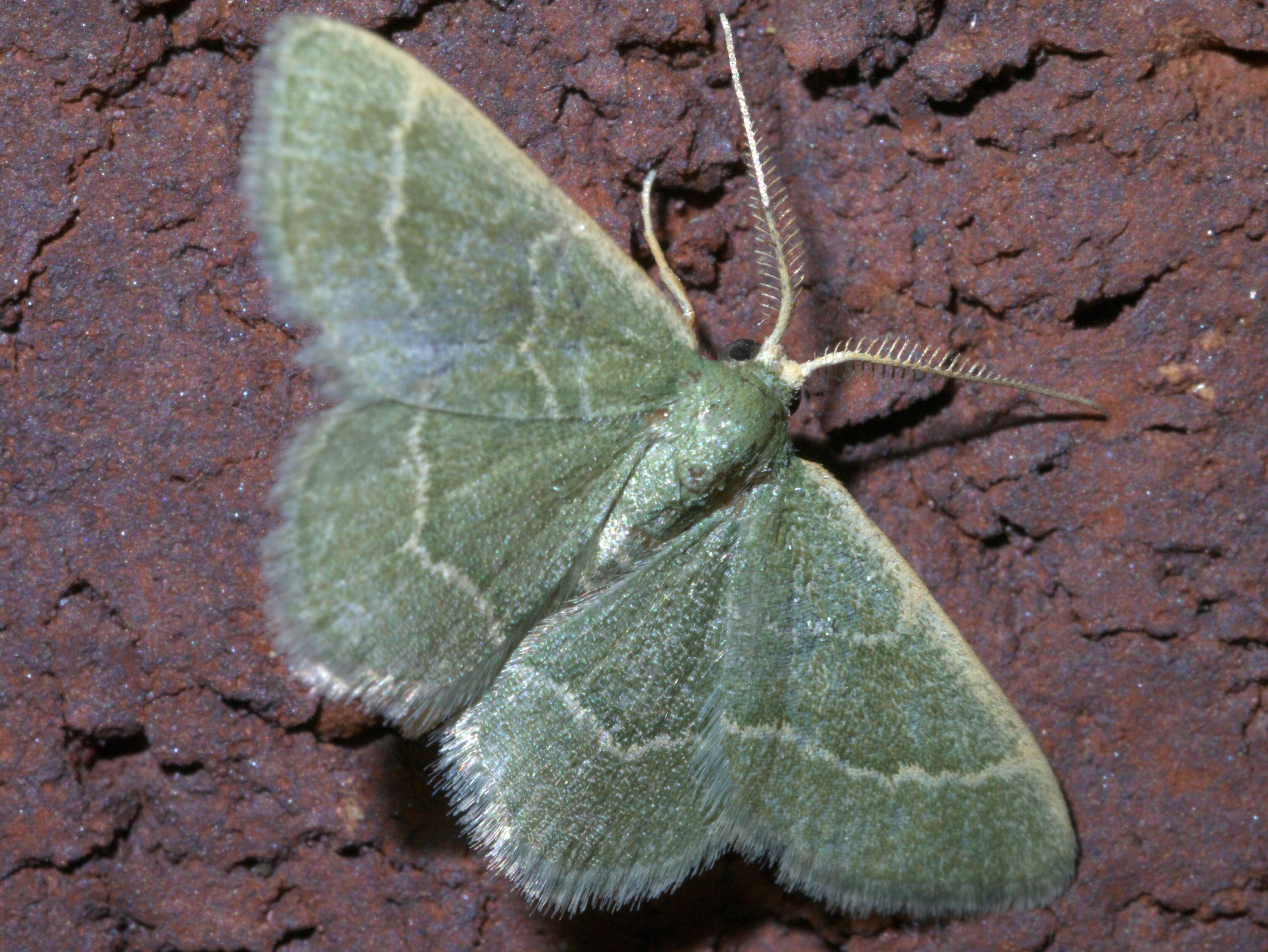 Image of Thin-lined Chlorochlamys Moth