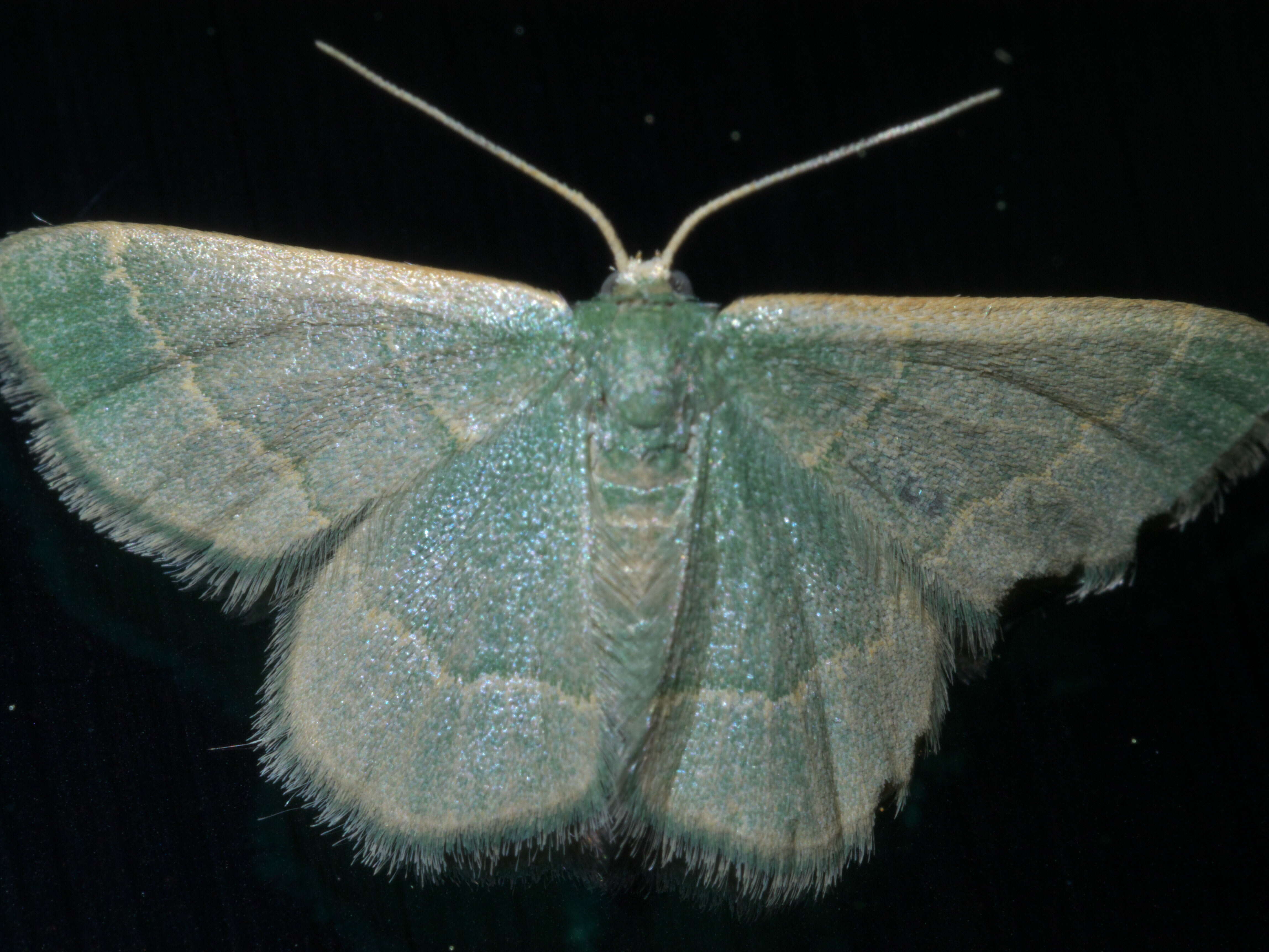 Image of Thin-lined Chlorochlamys Moth