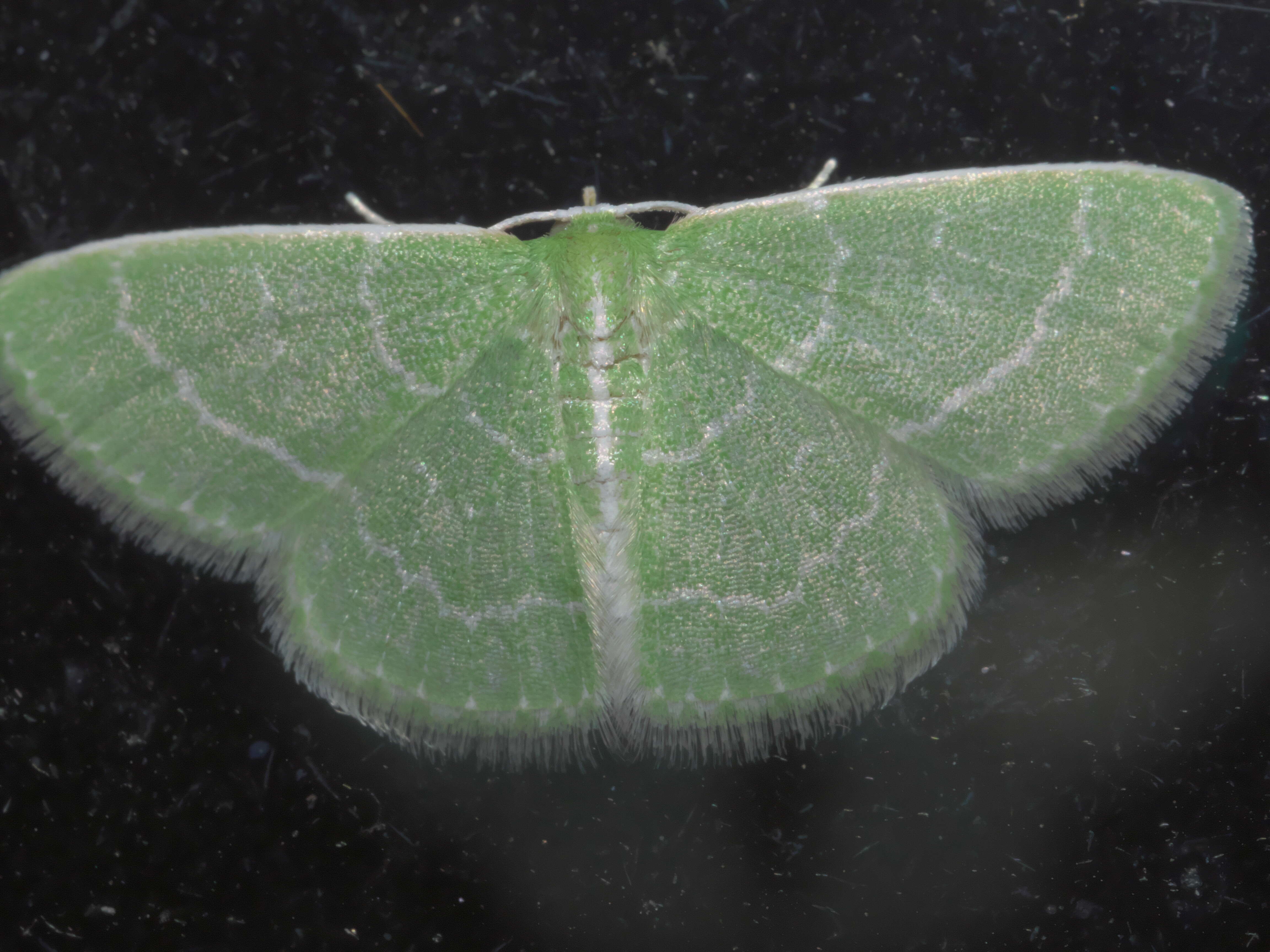 Image of Wavy-lined Emerald