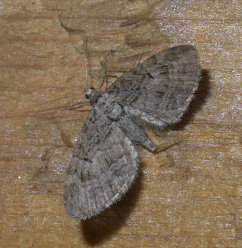 Eupithecia subfuscata Haworth 1890 resmi