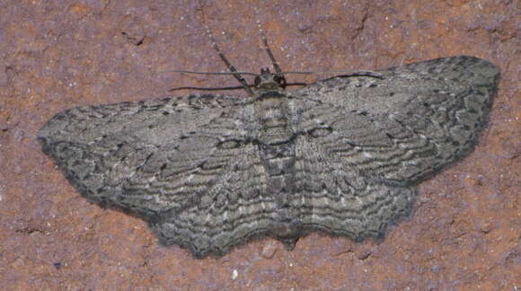 Image of Brown Bark Carpet