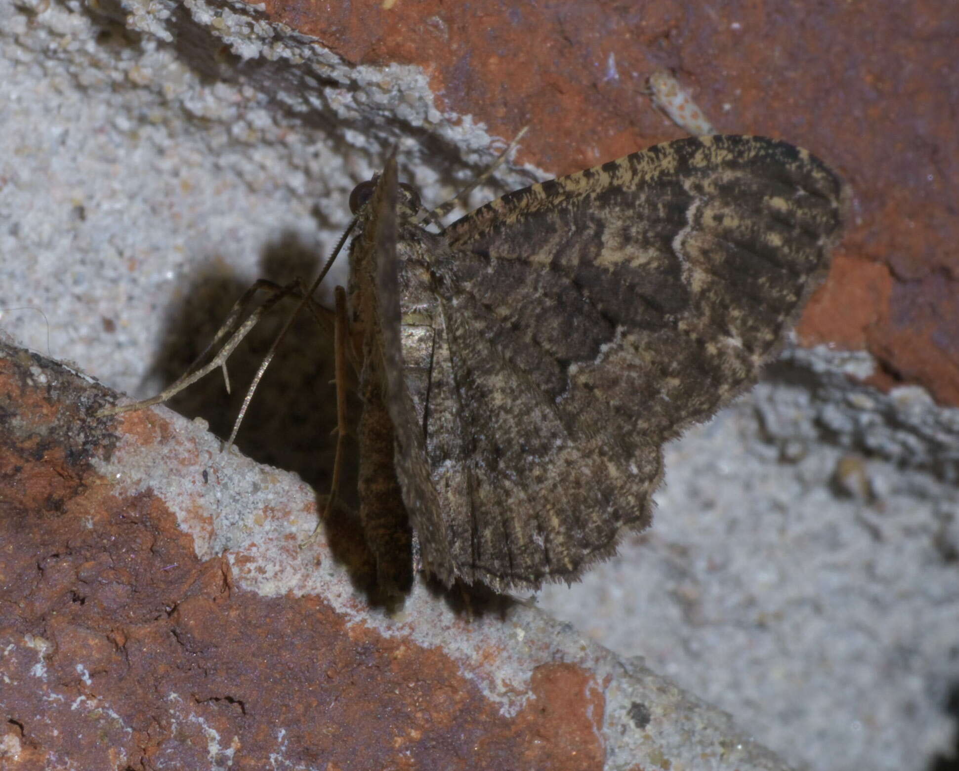 Plancia ëd Disclisioprocta stellata Guenée 1858