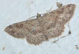 Image of Cankerworm