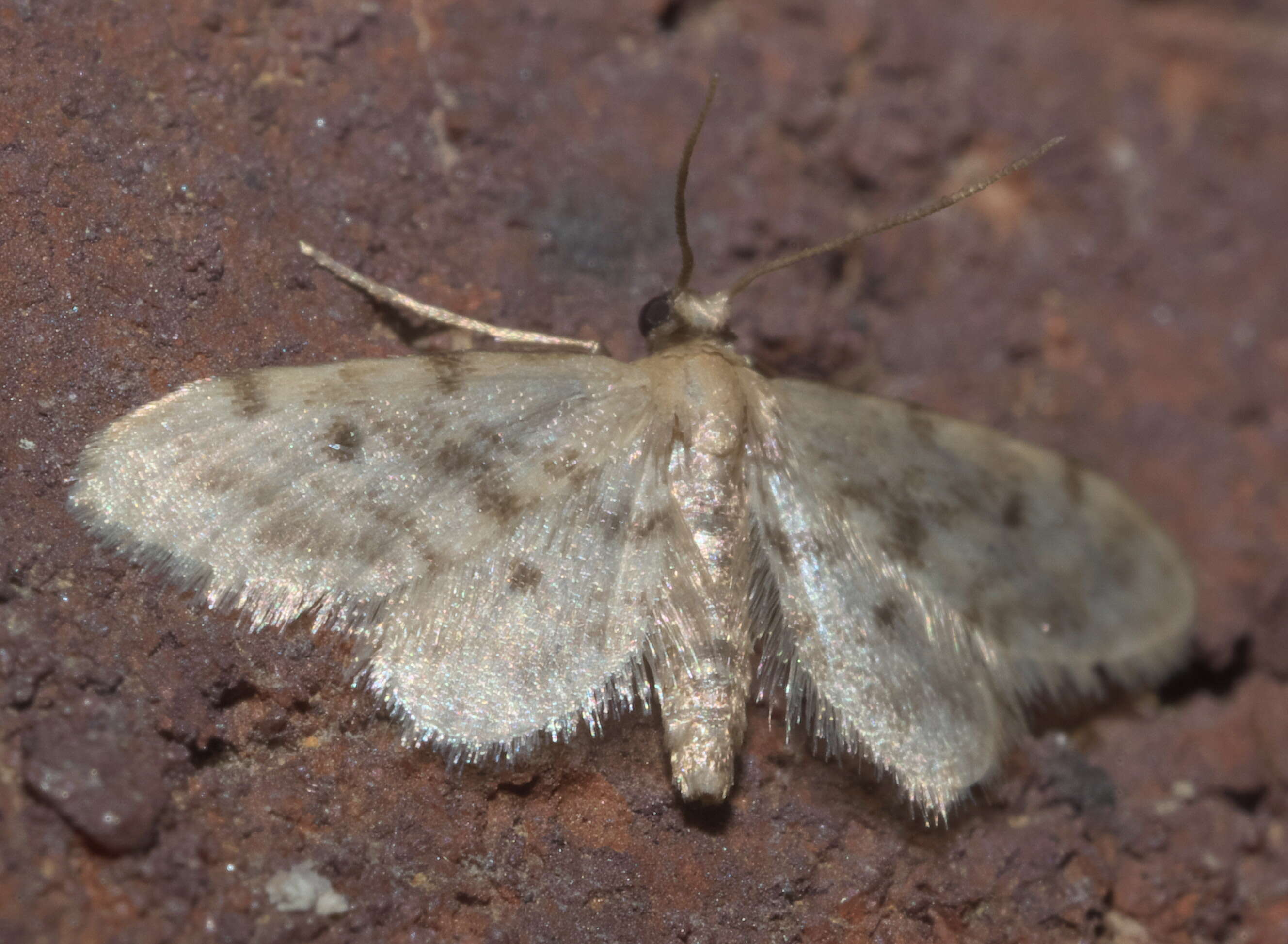 Image de Idaea bonifata Hulst 1887