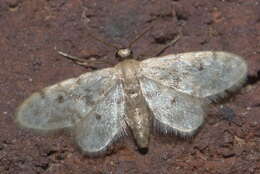 Image de Idaea bonifata Hulst 1887