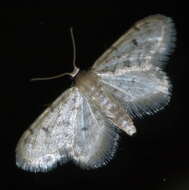 Image of Fortunate Idaea