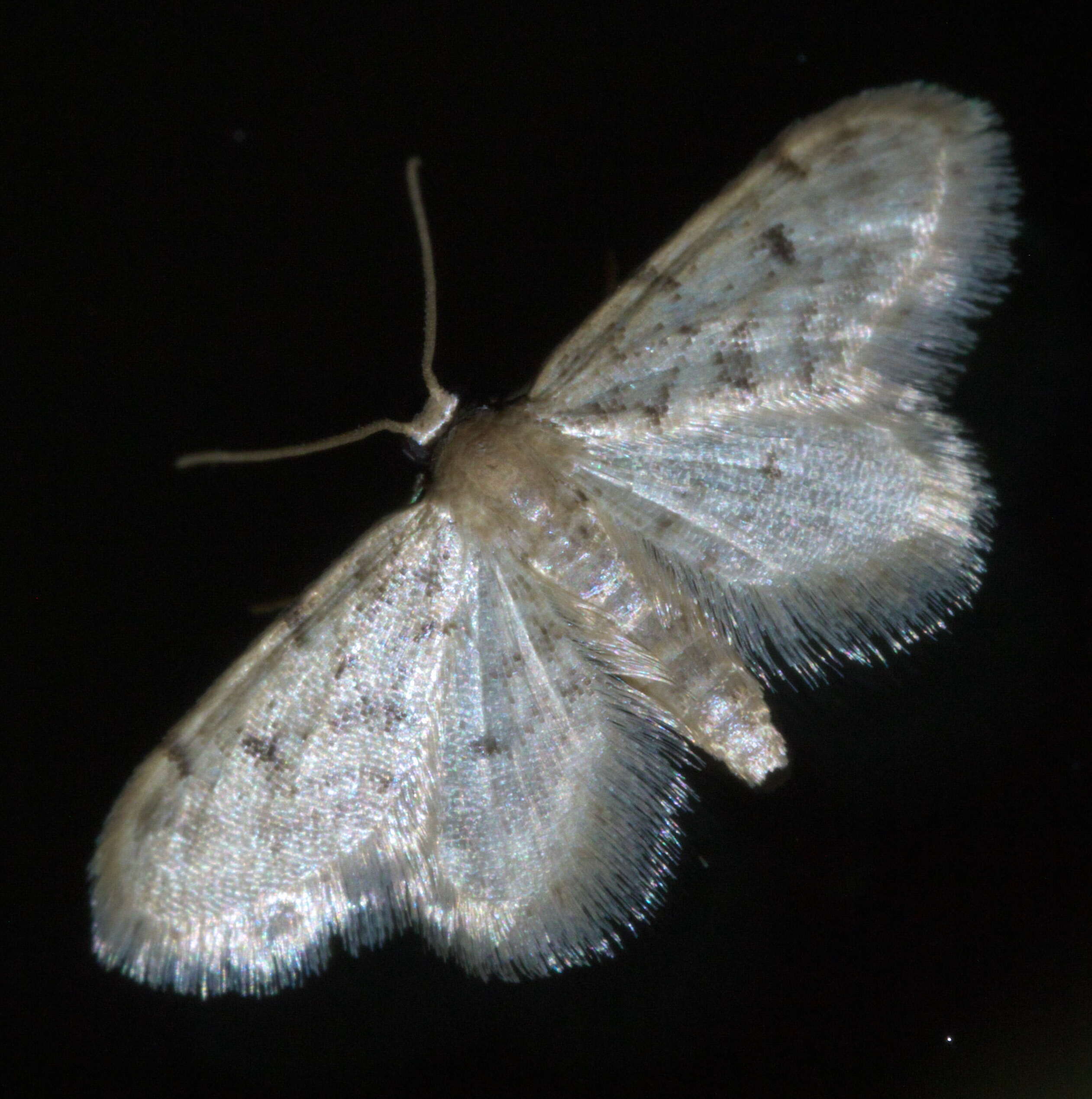 Image de Idaea bonifata Hulst 1887