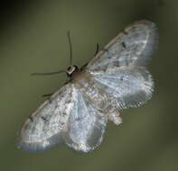 Image of Fortunate Idaea