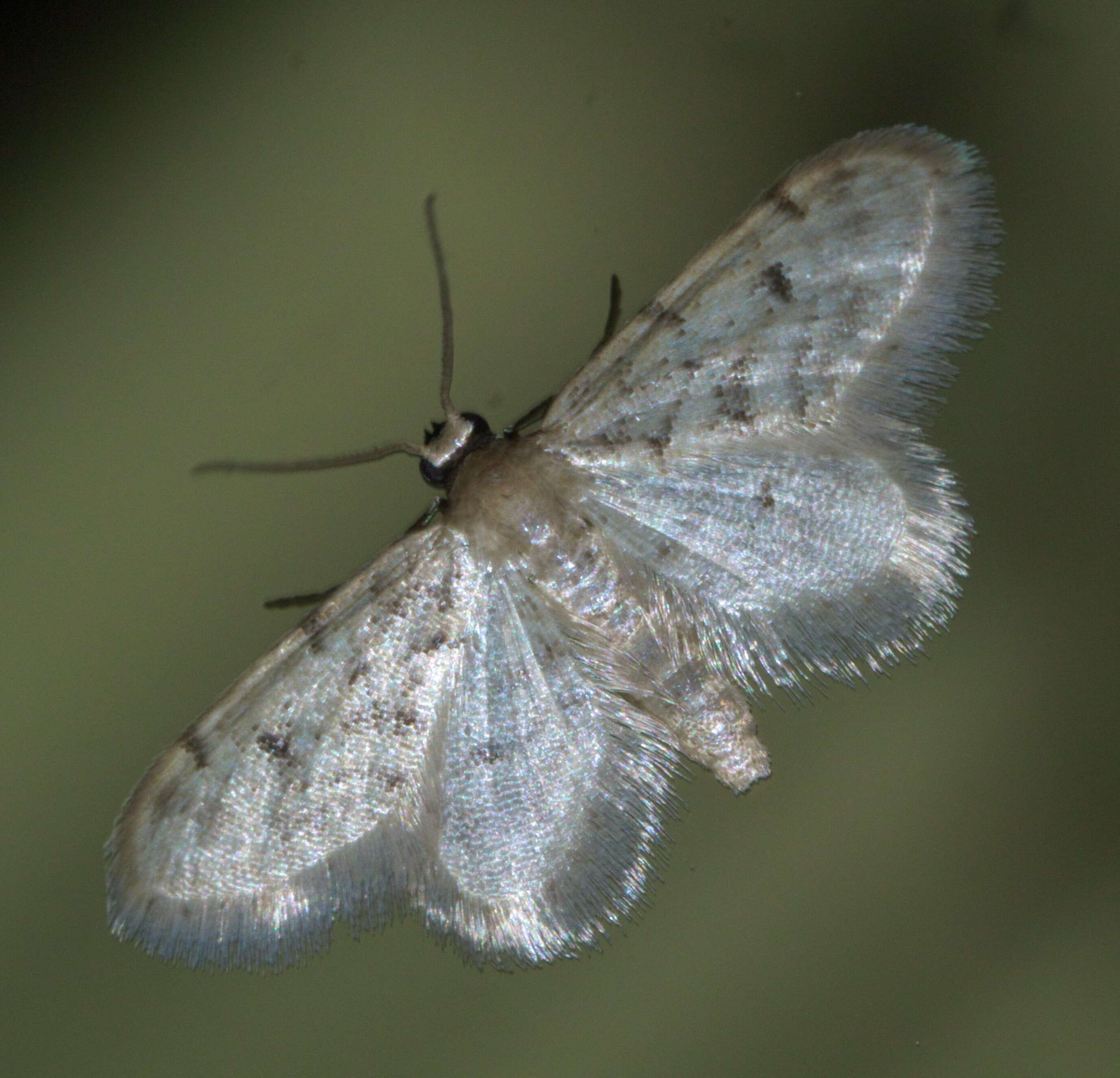 Image de Idaea bonifata Hulst 1887