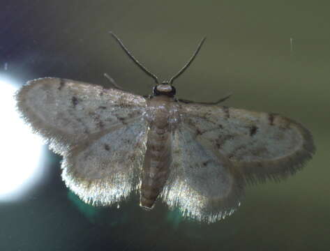 Image of Fortunate Idaea