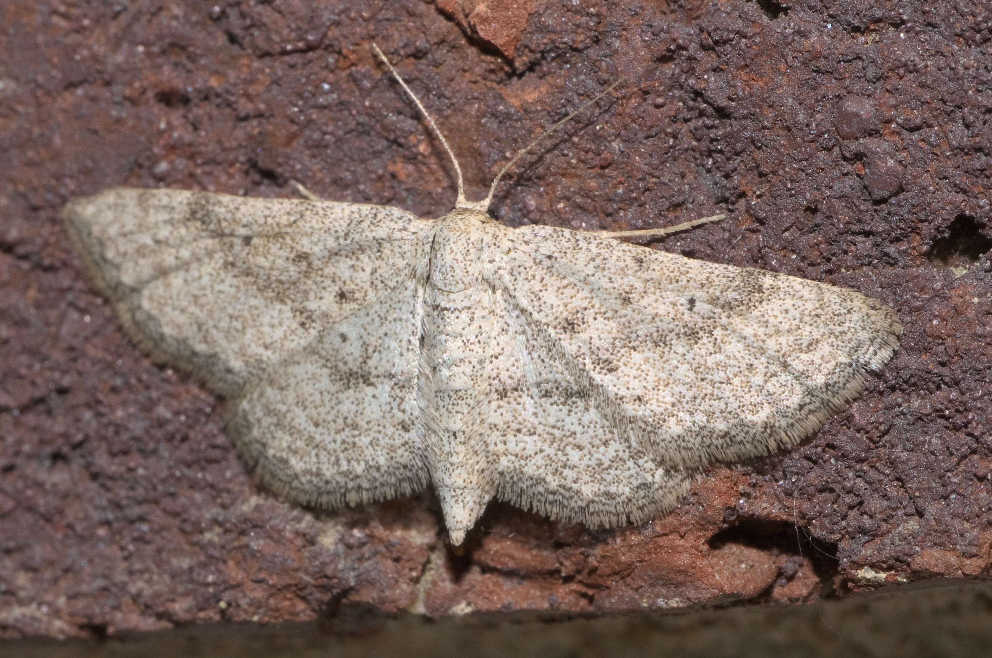 Image of Drab Brown Wave