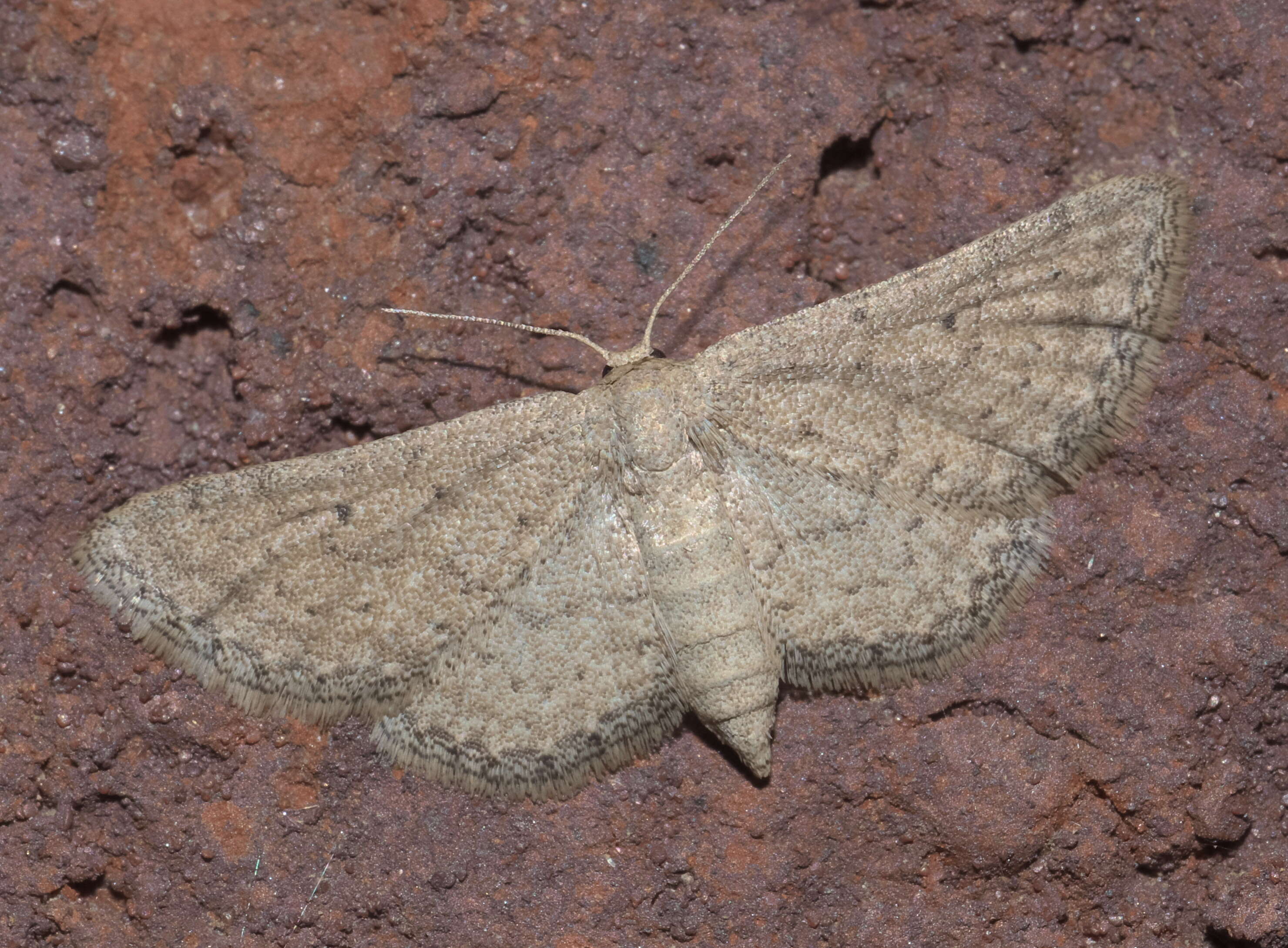 Image of Drab Brown Wave