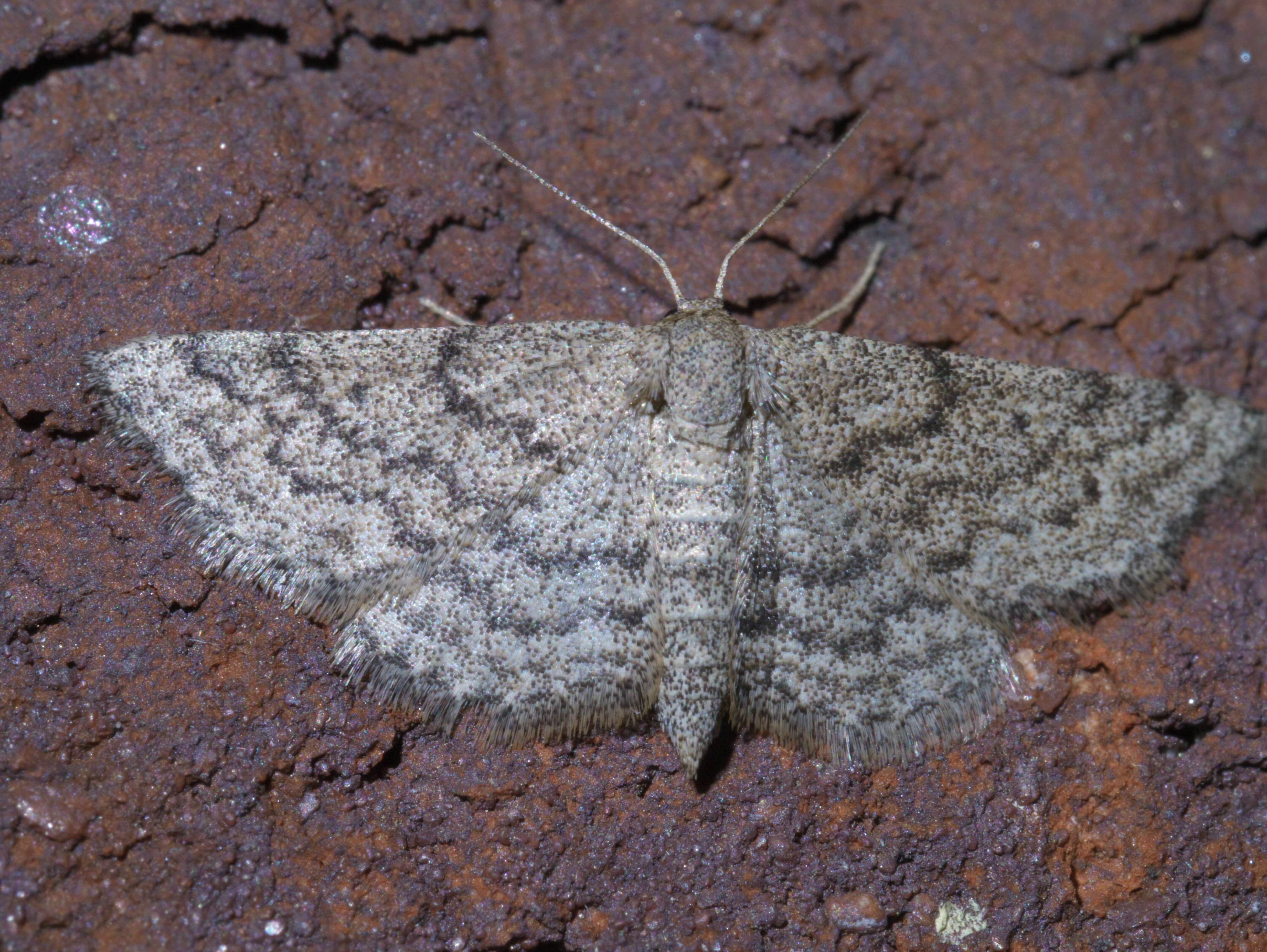 Image of Drab Brown Wave