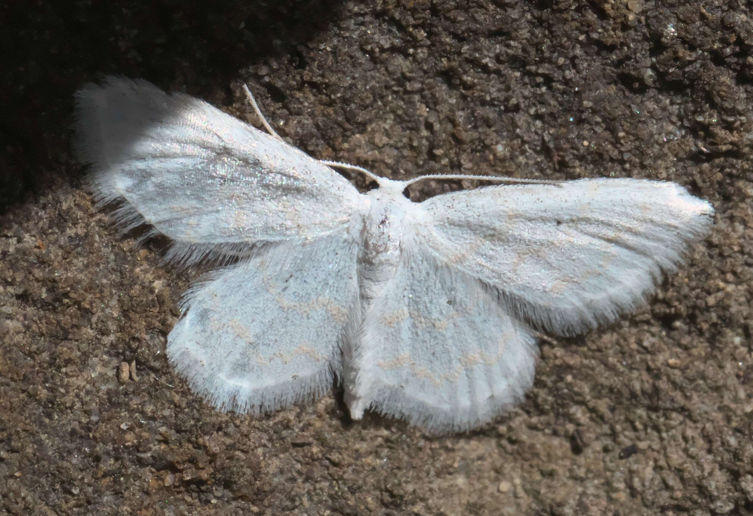 Image of Lobocleta peralbata Packard 1873