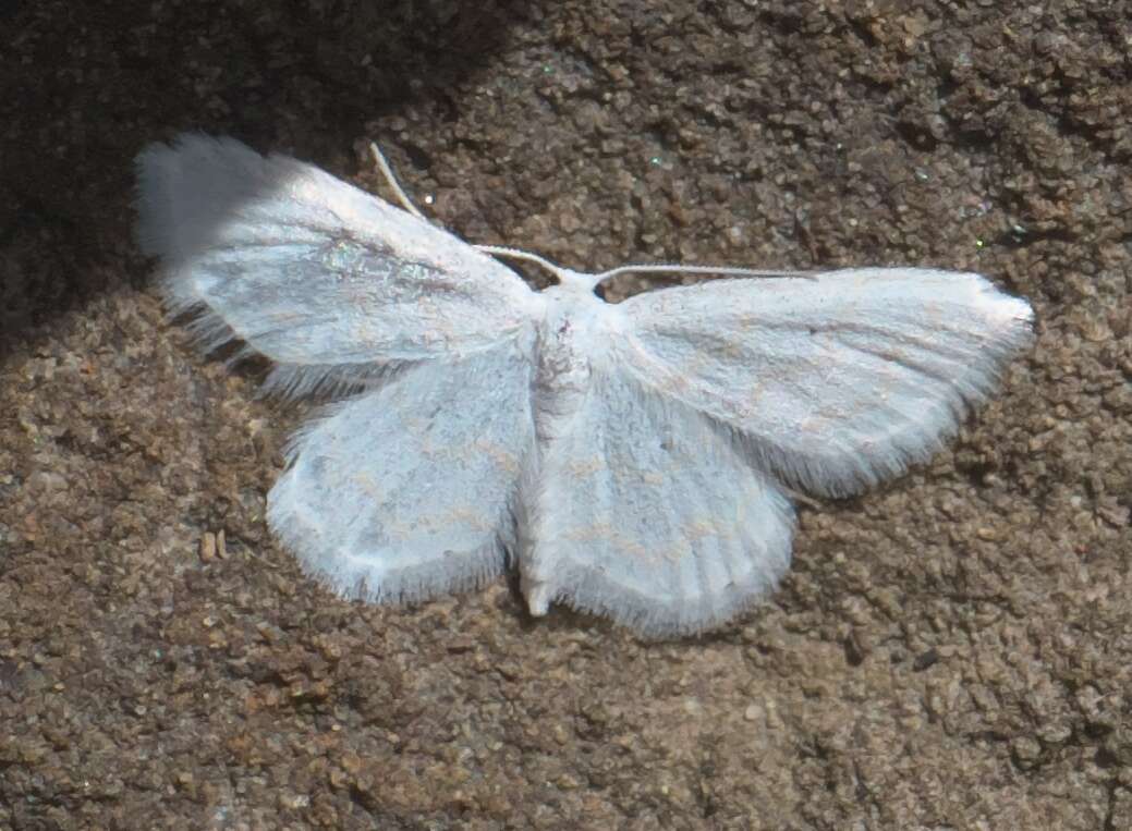 Image of Lobocleta peralbata Packard 1873