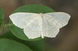 Image of Large Lace-border