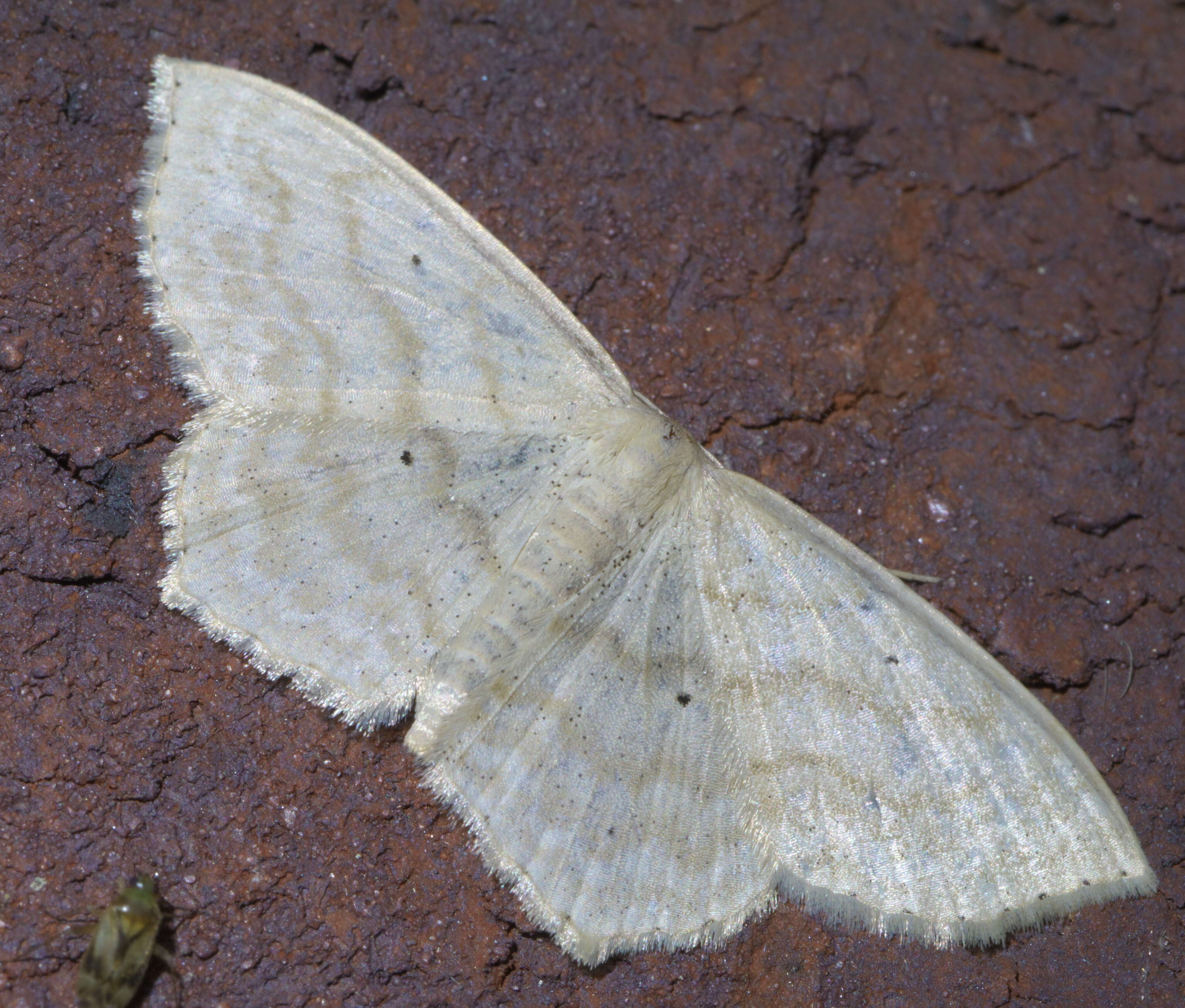 Image of Large Lace-border