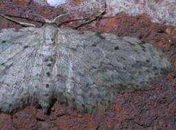 Image of Scopula plantagenaria Hulst 1887