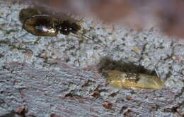 Image of Bucculatrix coronatella Clemens 1860