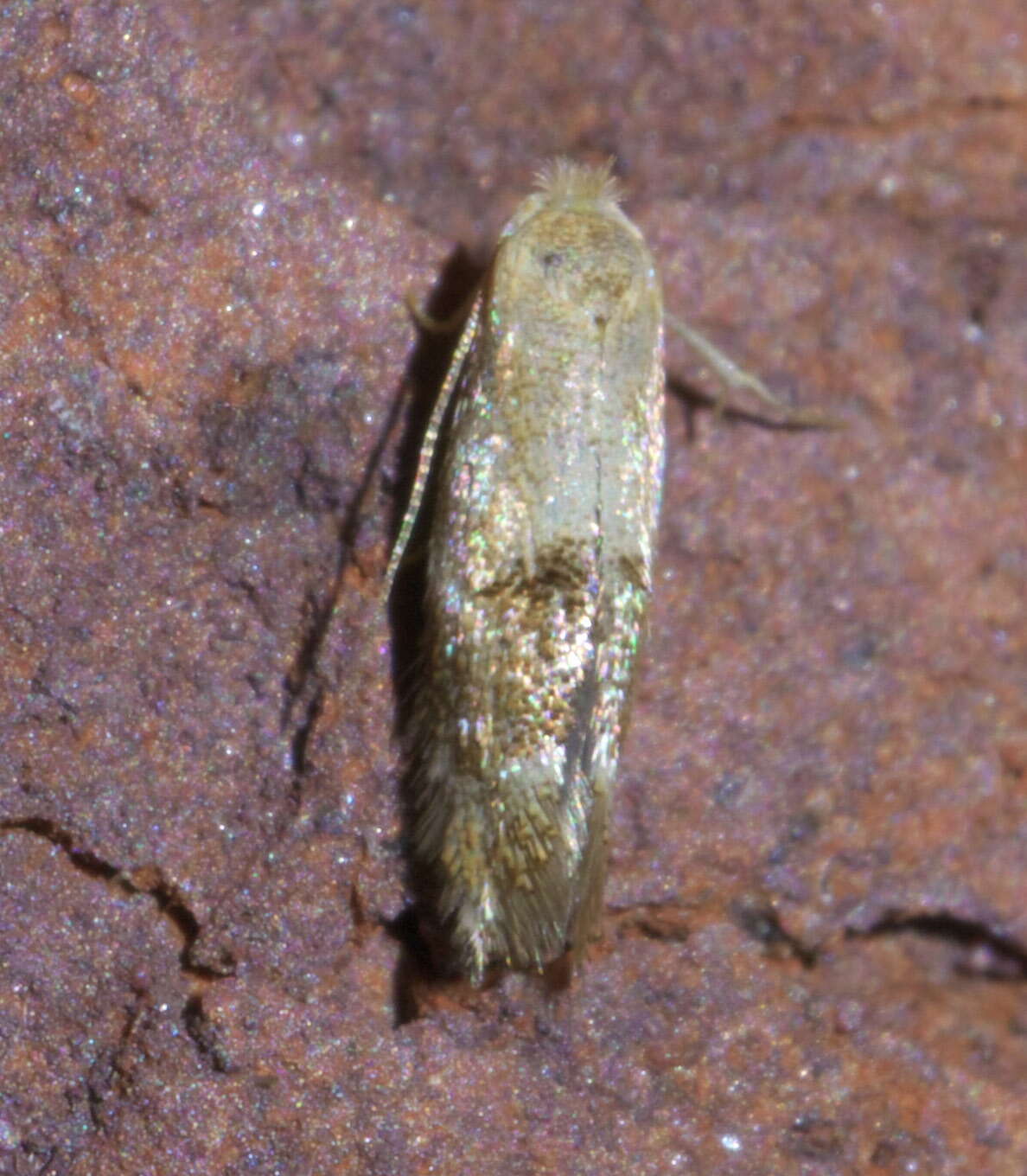 Image of Bucculatrix coronatella Clemens 1860