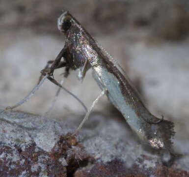 Image of Caloptilia belfragella (Chambers 1875)