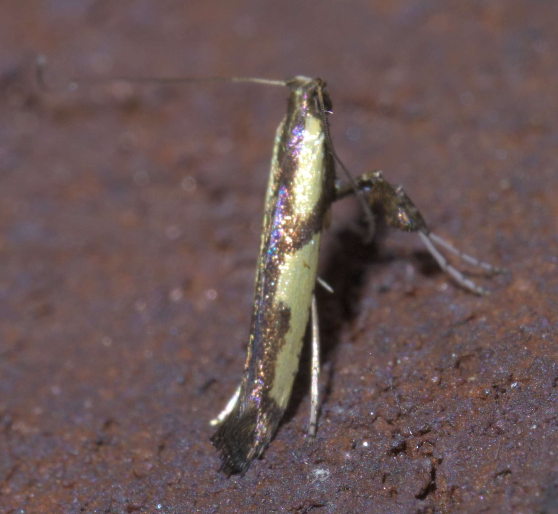 Image of Walnut Caloptilia