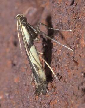 Image of Walnut Caloptilia