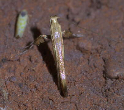 Image of Boxelder Leafroller Moth