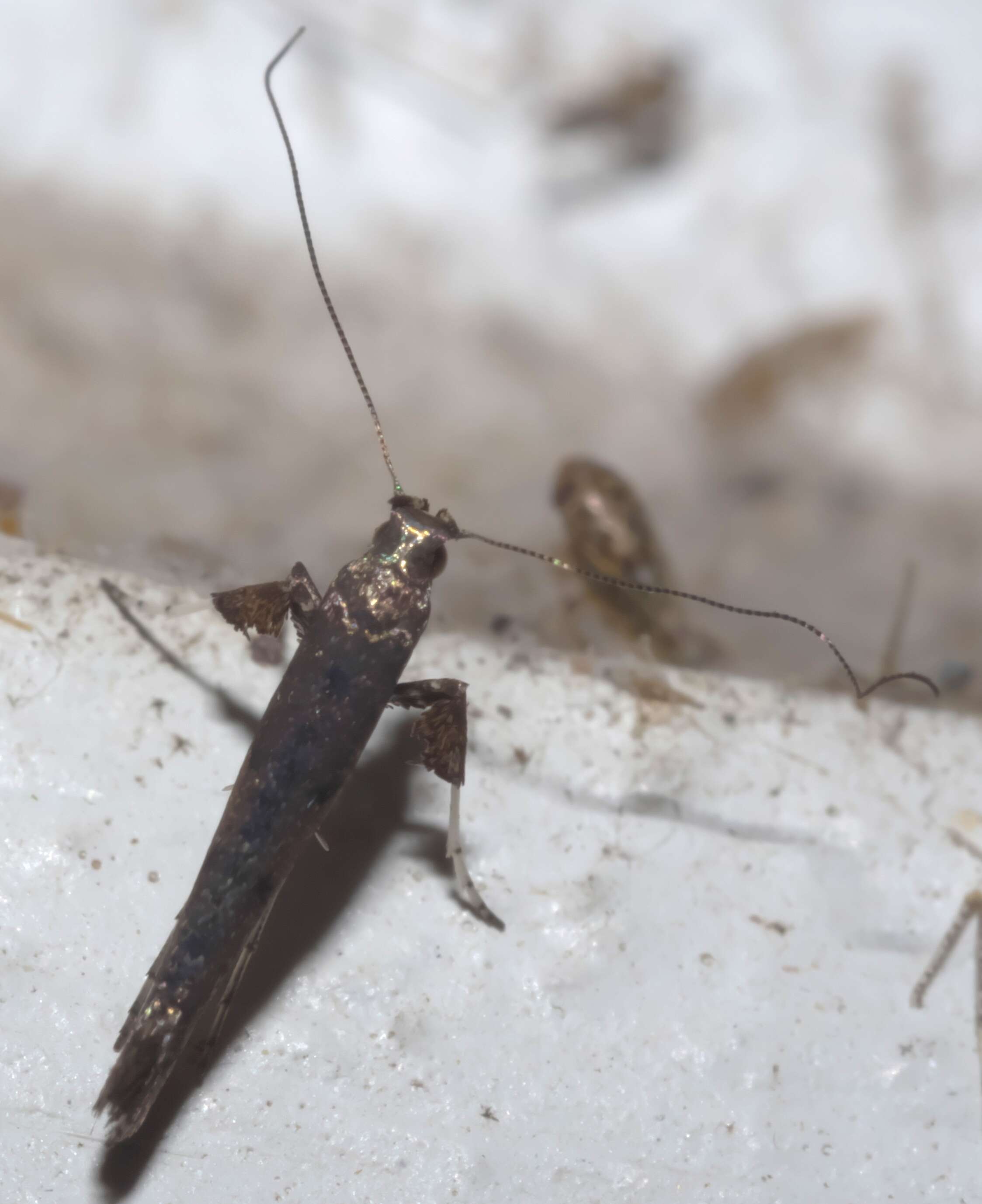 Imagem de Caloptilia rhoifoliella (Chambers 1876)