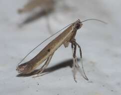 Image of Caloptilia violacella (Clemens 1860)